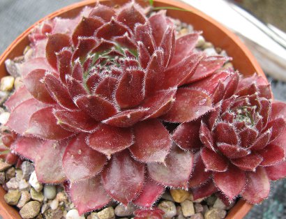 Sempervivum 'Crispyn' 